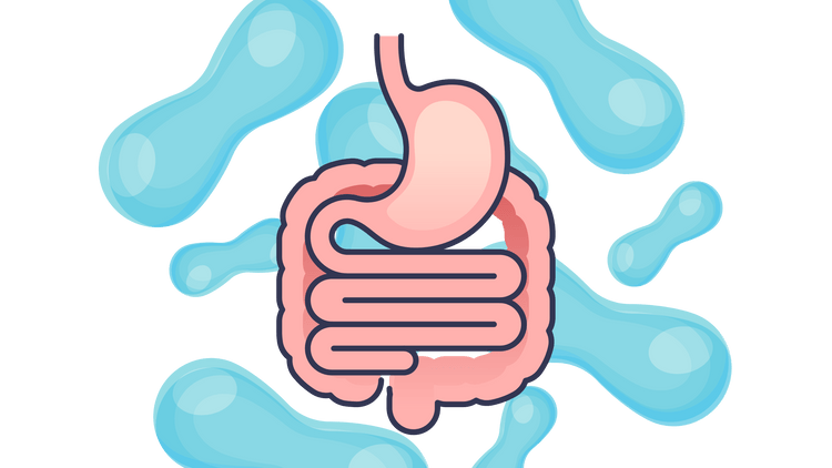 Stomaco e intestino